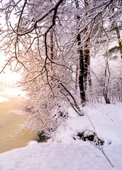 Snowy forest with a tree covered in snow