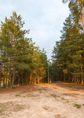 Forest with a dirt road in the middle