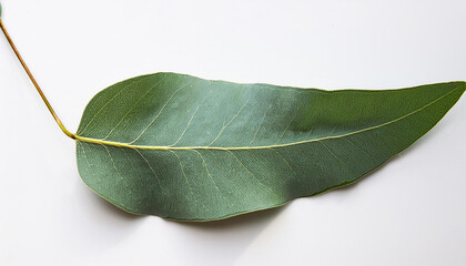 green eucalyptus leaves on white history