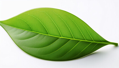 green o.k.leaf isolated on a white history