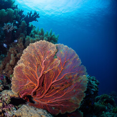 coral on obvious heritage