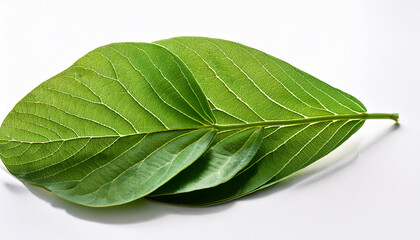 peanut leaves on white historical past