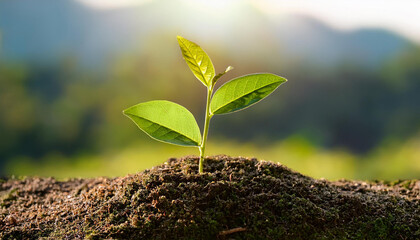 plant on a inexperienced history