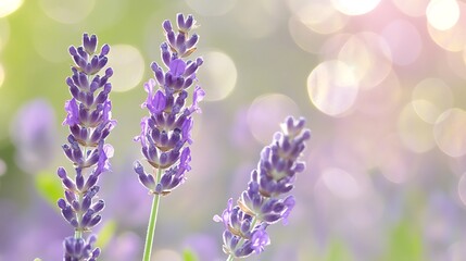 Naklejka premium Lavender blossoms, garden, sunlight, bokeh, nature