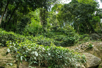 high mountain tea plantation in Sri Lanka