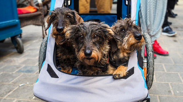 Tres Tekels en carrito por Marruecos
