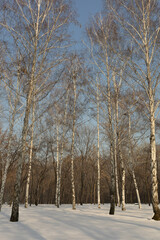Fototapeta premium Birch trees in the snow