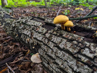 Yellow Gymnopilus Mushrooms (Hymenogastraceae) growing on a fallen tree in the forest