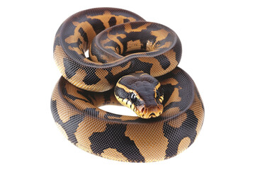 Obraz premium Coiled yellow and black patterned snake, isolated on white background, reptiles or wildlife