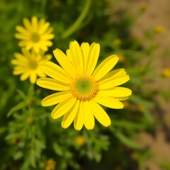 Fototapeta premium close-up of a bright yellow daisy flower in full bloom vibrant floral photography perfect for nature lovers, greeting cards, prints and fresh botanical design projects 