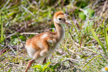 Sandhill crane chick
