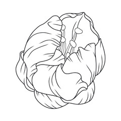 Beautiful apricot flower bud, graceful thin line. Japanese sakura blossom. Hand drawn cherry bloom sketch, outline. Vector illustration