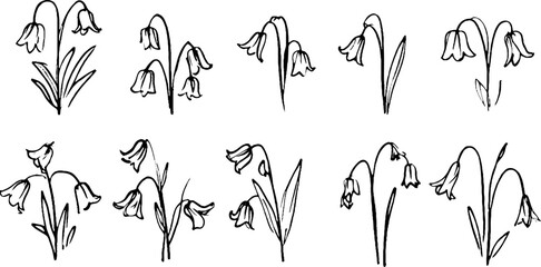 A collection of hand-drawn sketches of bell-shaped flowers, showcasing various angles and arrangements. The flowers have slender stems and delicate petals, emphasizing their elegance.