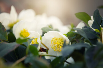 Ciemiernik (Helleborus L.), białe kwiaty, sezon wiosenny w ogrodzie	