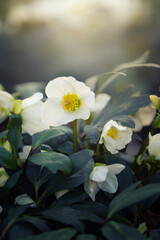 Ciemiernik (Helleborus L.), białe kwiaty, sezon wiosenny w ogrodzie	