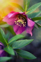 Ciemiernik (Helleborus L.), różowe kwiaty, sezon wiosenny w ogrodzie