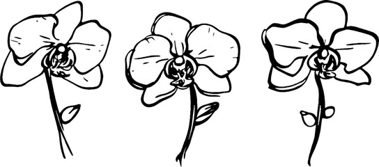 Three hand-drawn orchid flowers with simple outlines, showcasing their elegant petals and stems. The design emphasizes the beauty of orchids in a minimalist style. © annetdebar