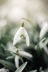 Śnieżyczka przebiśnieg (Galanthus nivalis L.), białe kwiaty wiosenne, rozmyte tło lub tapeta  © anettastar