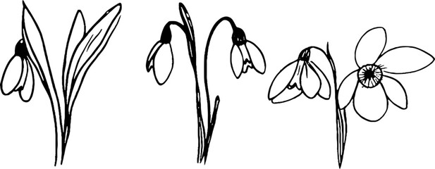 A collection of hand-drawn snowdrop flowers, showcasing their delicate petals and slender leaves. The design features three variations of the snowdrop, emphasizing their graceful appearance.