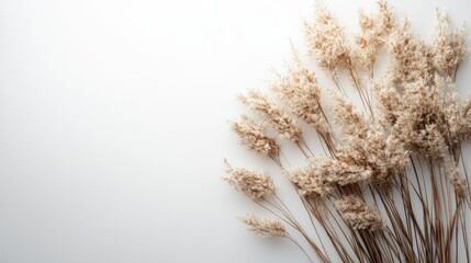 Dried fluffy pampas grass stalks lie on a white background