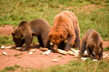 El banquete de los osos