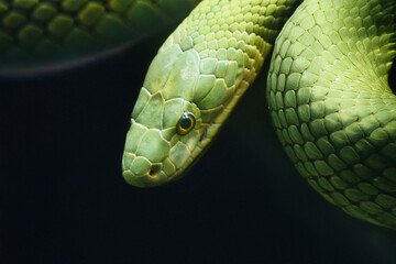 Serpiente verde