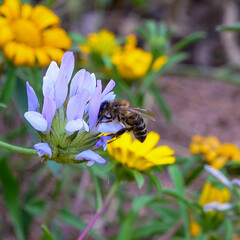 Abeja polinizadora