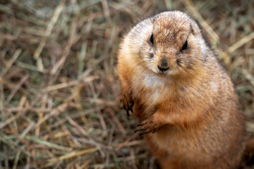 prairie dog looking at camera