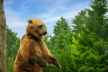 Obraz premium large grizzly bear standing up