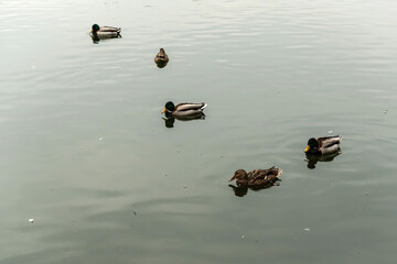 Wild ducks swimming in the lake.