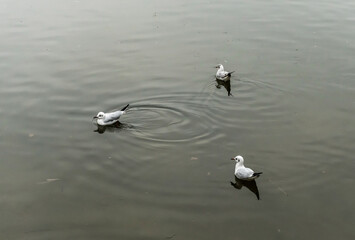 Seagulls floating on the lake.