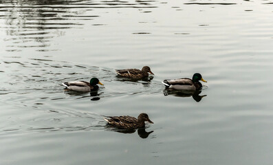 Wild ducks swimming in the lake.