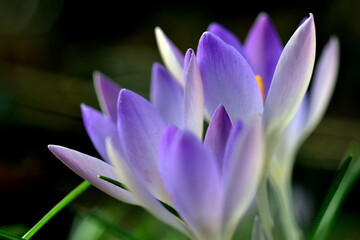 Violette Krokusblüten im Februar