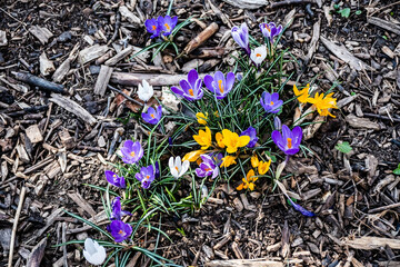 Crocus flavus, known as yellow crocus, Dutch yellow crocus or snow crocus.