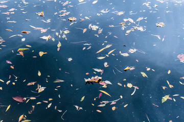 Autumn colored leafs laying on the water.
