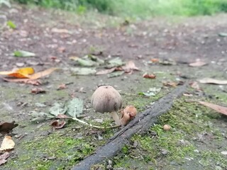 squirrel in the forest