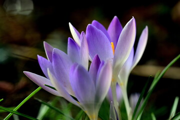 Violette Krokusblüten im Februar