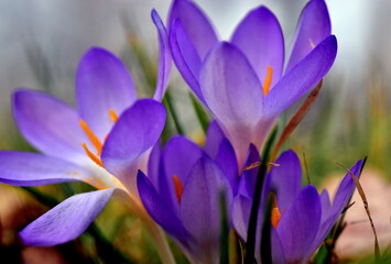 Violette Krokusblüten im Februar