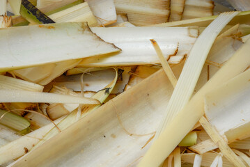 Chopped pseudostem or main trunk of banana tree. The fibers from the banana stem can be used to...