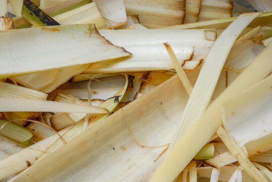 Chopped pseudostem or main trunk of banana tree. The fibers from the banana stem can be used to create textiles, paper, and edible when cooked to be used in stir-fries or soups.    
