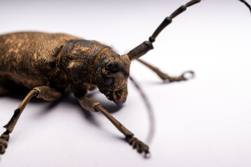 Aegosoma scabricorne close up photo