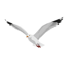 Fototapeta premium Seagull Flying with Extended Wings