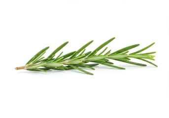 Fototapeta premium A single sprig of fresh green rosemary with needle like leaves isolated on white background