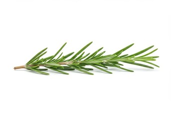 Fototapeta premium A single sprig of fresh green rosemary with needle like leaves isolated on white background