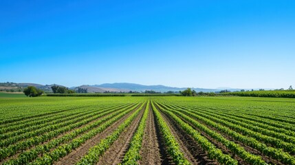 An expansive organic farm landscape with rows of vibrant crops under a clear blue sky, Organic farm scene, Natural and serene style