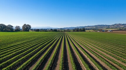 An expansive organic farm landscape with rows of vibrant crops under a clear blue sky, Organic farm scene, Natural and serene style
