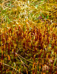Close-up of forest moss and lichen.