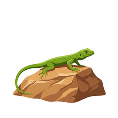 Lone Lizard Crawling Across Sunlit Rock