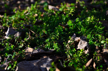 Green weeds and yellow leaves