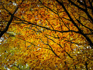 Branches with yellow leaves as nature background.